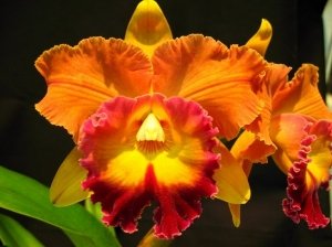Sale - 3 Large Cattleya Live Orchids Plants