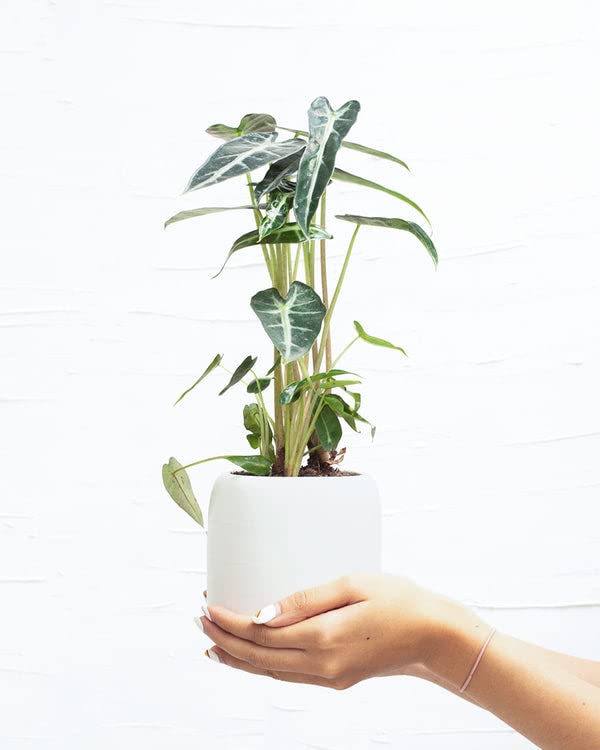Alocasia Bambino: Eye-Catching Houseplant for Indoors