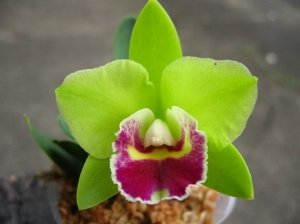 Sale - 3 Large Cattleya Live Orchids Plants