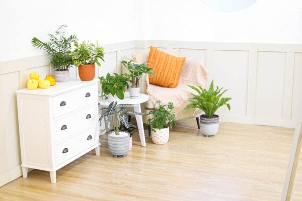 Alocasia Bambino: Eye-Catching Houseplant for Indoors
