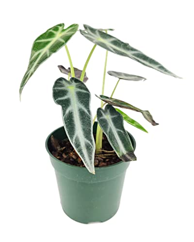 Alocasia Bambino: Eye-Catching Houseplant for Indoors