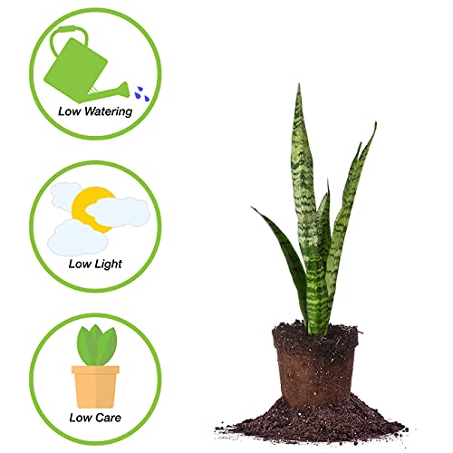 12in Sansevieria Zeylanica Snake Plant | Air Purifying