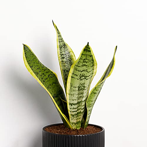 Snake Plant in Black Ceramic Pot - Low-Maintenance Houseplant