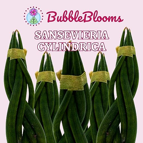 Tropical Braided and Cylindrical Spear Plants
