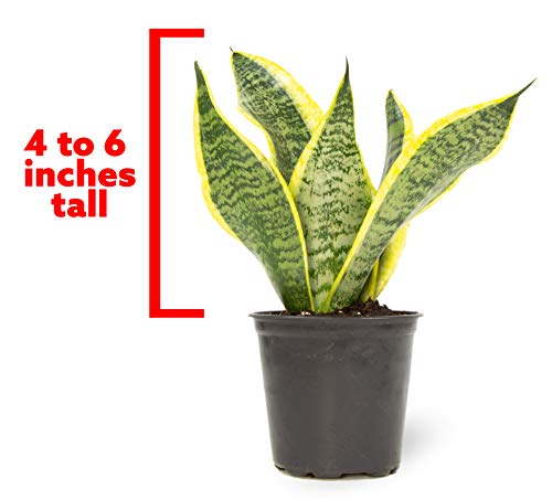 Rooted Sansevieria Plant in Pot