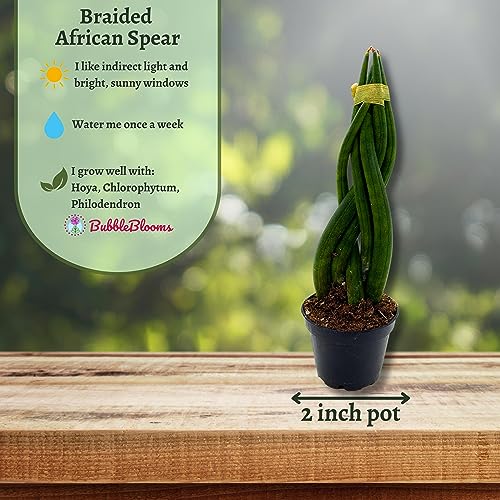 Tropical Braided and Cylindrical Spear Plants
