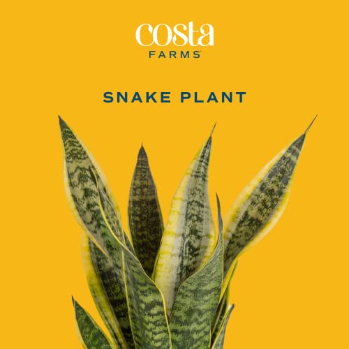 Snake Plant in Modern Planter, Air Purifying