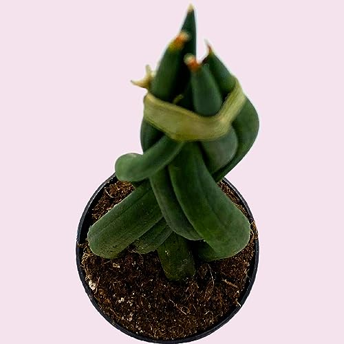 Tropical Braided and Cylindrical Spear Plants