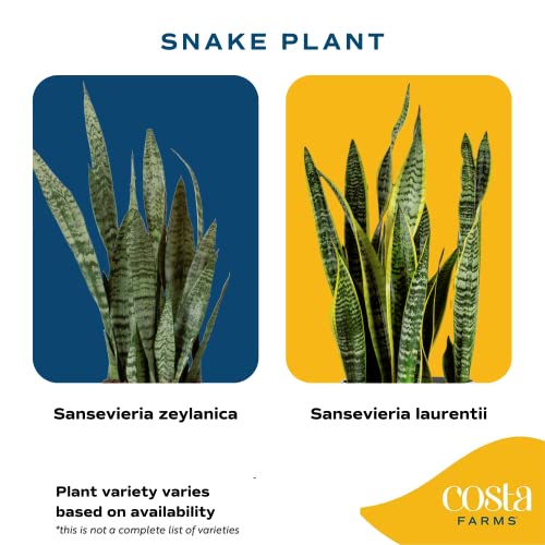 Snake Plant in Modern Planter, Air Purifying