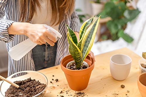 Rooted Sansevieria Plant in Pot