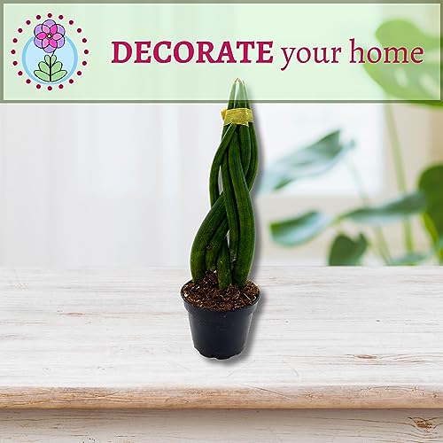 Tropical Braided and Cylindrical Spear Plants