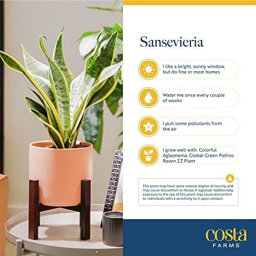 Snake Plant in Modern Planter, Air Purifying