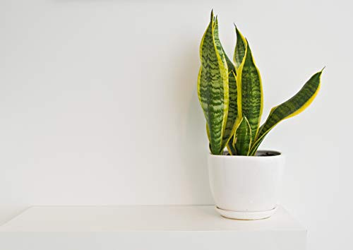 Rooted Sansevieria Plant in Pot