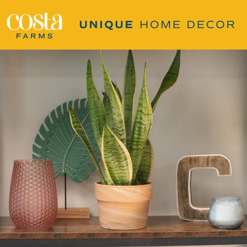 Snake Plant in Modern Planter, Air Purifying
