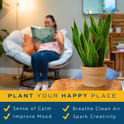 Snake Plant in Modern Planter, Air Purifying