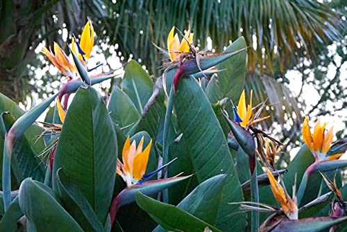 Mandela's Golden Bird of Paradise Live Plant