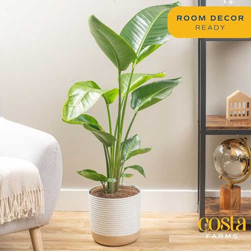 White Bird of Paradise Plant in Modern Planter