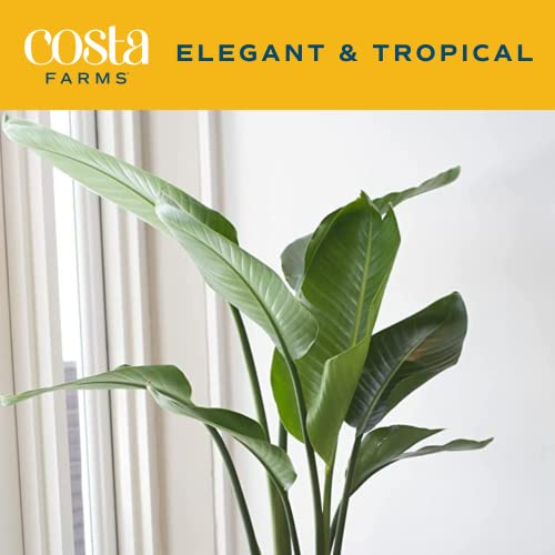 White Bird of Paradise Plant in Modern Planter