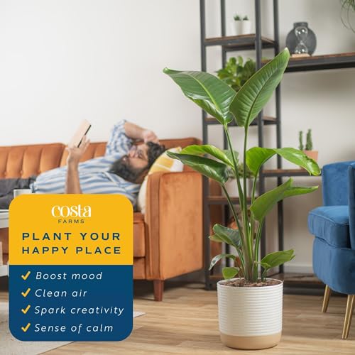 White Bird of Paradise Plant in Modern Planter