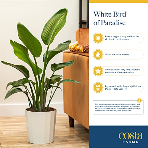 White Bird of Paradise Plant in Modern Planter