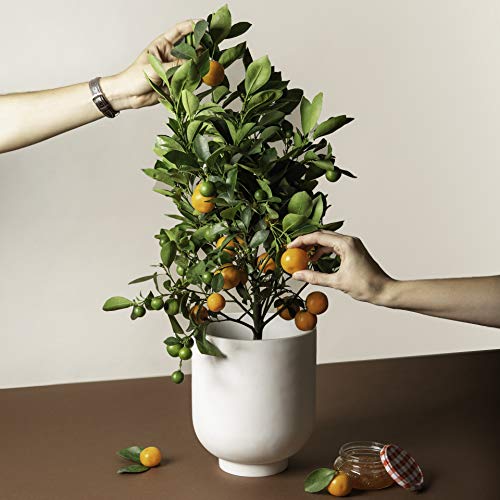 Calamondin Citrus Plant - Not Available in CA, AZ, or TX