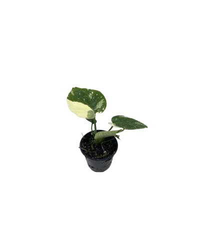 Thai Constellation Variegated Monstera Fully Rooted Plant