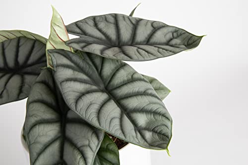 Trending Alocasia Silver Dragon Plant with White Pot
