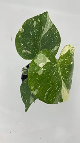 Thai Constellation Variegated Monstera Fully Rooted Plant