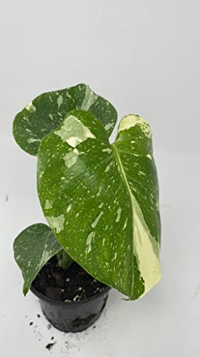 Thai Constellation Variegated Monstera Fully Rooted Plant