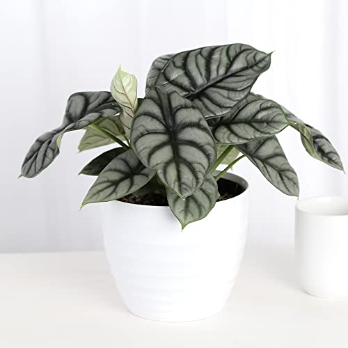 Trending Alocasia Silver Dragon Plant with White Pot