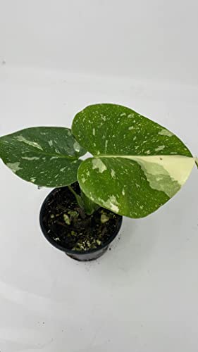 Thai Constellation Variegated Monstera Fully Rooted Plant