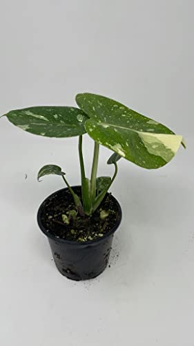 Thai Constellation Variegated Monstera Fully Rooted Plant