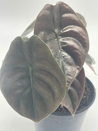 Rare Red Secret Mirror Plant Alocasia Cuprea