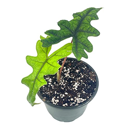 Alocasia Jacklyn, 4 inch, Tandurusa, Extremely Rare Alocasia Jaclyn