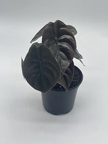 Rare Red Secret Mirror Plant Alocasia Cuprea