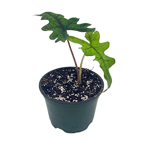 Alocasia Jacklyn, 4 inch, Tandurusa, Extremely Rare Alocasia Jaclyn