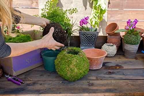 SuperMoss (29348) Kokedama Planter, 6", Fresh Green