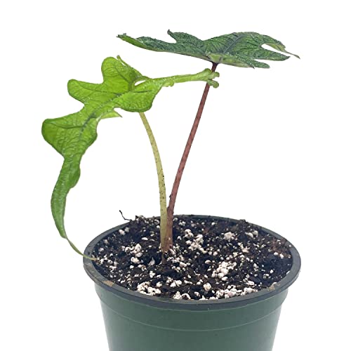 Alocasia Jacklyn, 4 inch, Tandurusa, Extremely Rare Alocasia Jaclyn