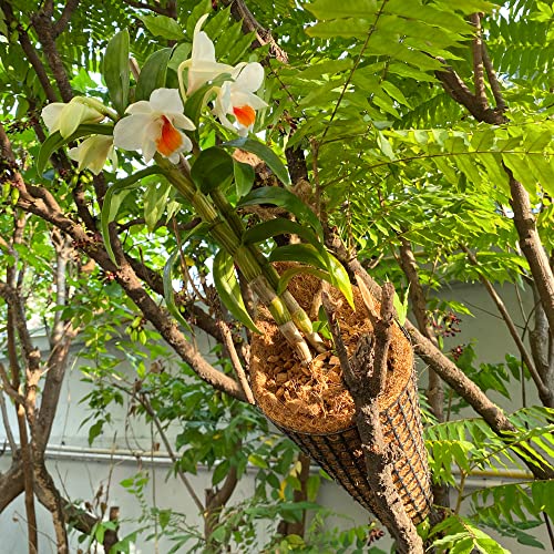 Handmade Thai Coconut Coir Bird Nest Planter Set