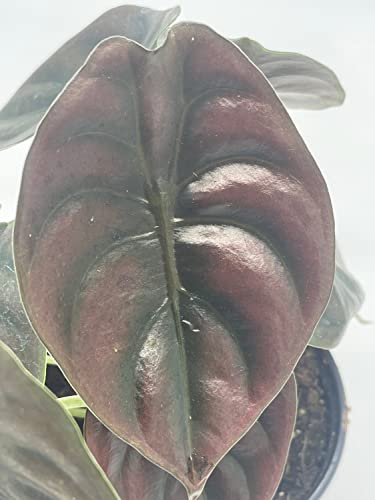 Rare Red Secret Mirror Plant Alocasia Cuprea