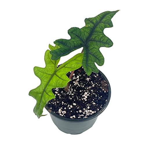 Alocasia Jacklyn, 4 inch, Tandurusa, Extremely Rare Alocasia Jaclyn