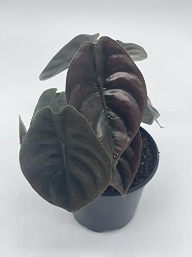 Rare Red Secret Mirror Plant Alocasia Cuprea