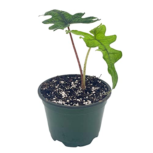 Alocasia Jacklyn, 4 inch, Tandurusa, Extremely Rare Alocasia Jaclyn