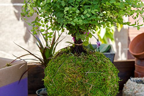 SuperMoss (29348) Kokedama Planter, 6", Fresh Green