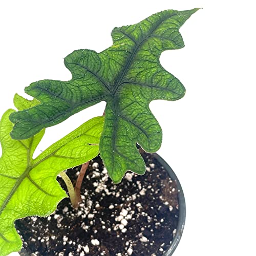 Alocasia Jacklyn, 4 inch, Tandurusa, Extremely Rare Alocasia Jaclyn