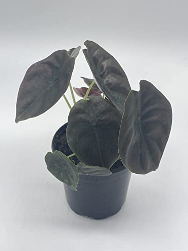 Rare Red Secret Mirror Plant Alocasia Cuprea