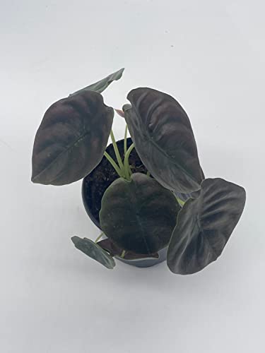 Rare Red Secret Mirror Plant Alocasia Cuprea
