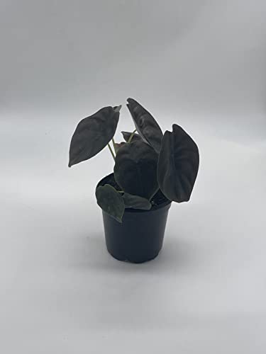 Rare Red Secret Mirror Plant Alocasia Cuprea