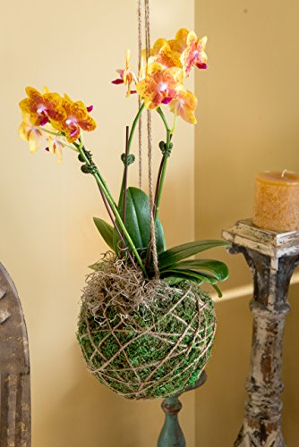 SuperMoss (29348) Kokedama Planter, 6", Fresh Green