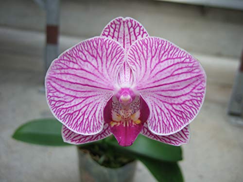 Pink Phalaenopsis Orchids in Black Container